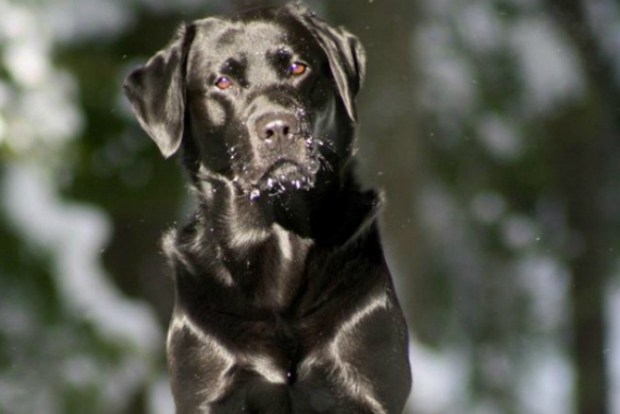 make dog coat shiny