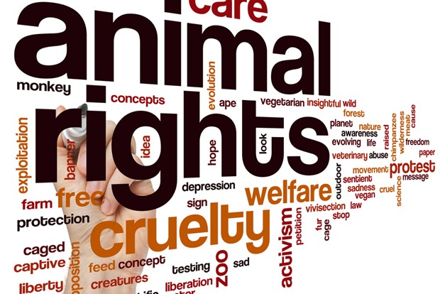 Everything You Wanted To Know About Animal Rights In India Everything You Wanted To Know About Animal Rights In India